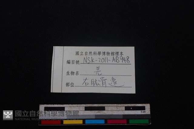 山羌骨藏品圖，第5張