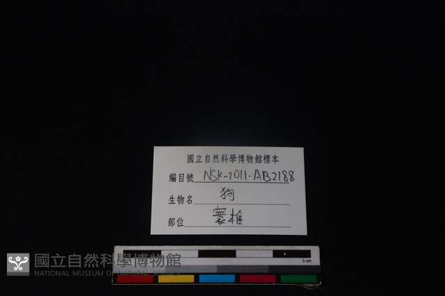 狗骨藏品圖，第5張