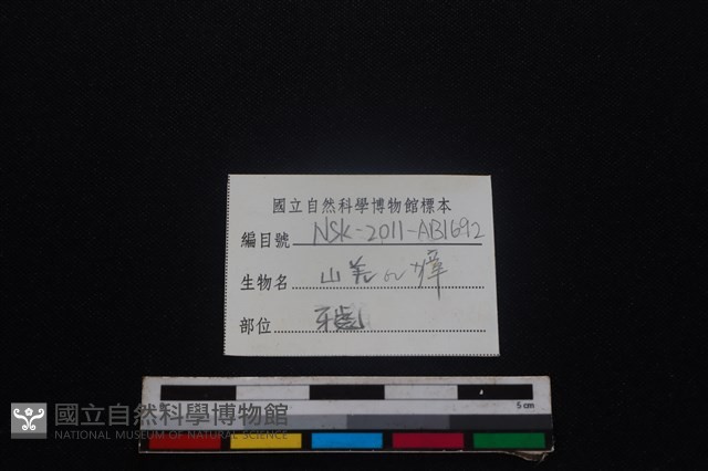 鹿科骨藏品圖，第3張