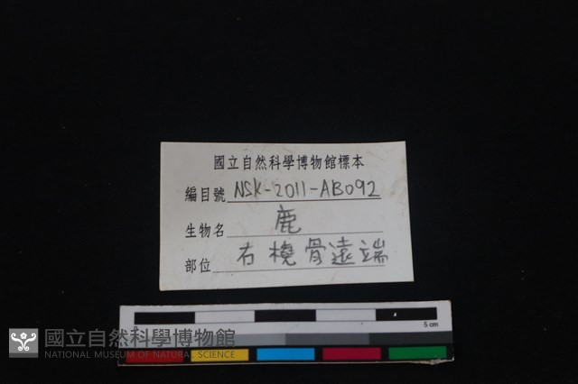 梅花鹿骨藏品圖，第3張
