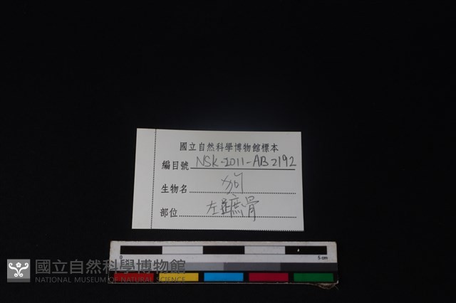 狗骨藏品圖，第3張