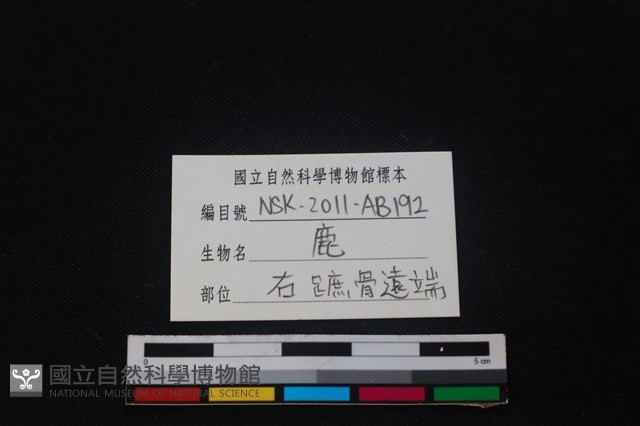 梅花鹿骨藏品圖，第3張