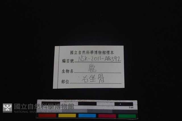 梅花鹿骨藏品圖，第3張