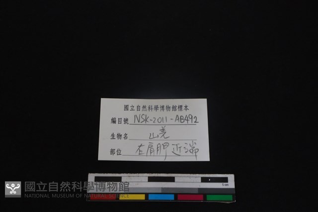 山羌骨藏品圖，第3張