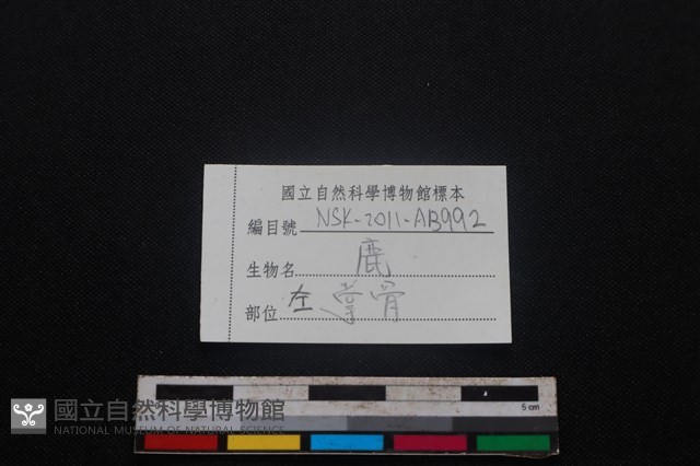梅花鹿骨藏品圖，第3張