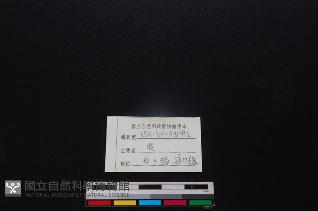梅花鹿骨藏品圖，第3張