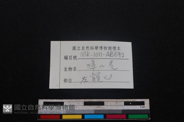 鹿科骨藏品圖，第3張