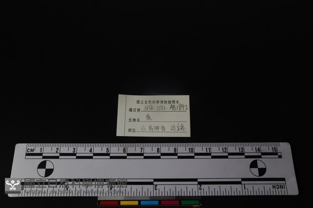 梅花鹿骨藏品圖，第3張
