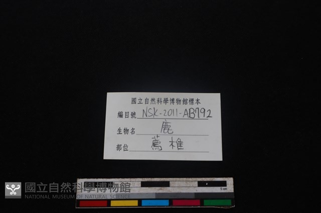 梅花鹿骨藏品圖，第3張