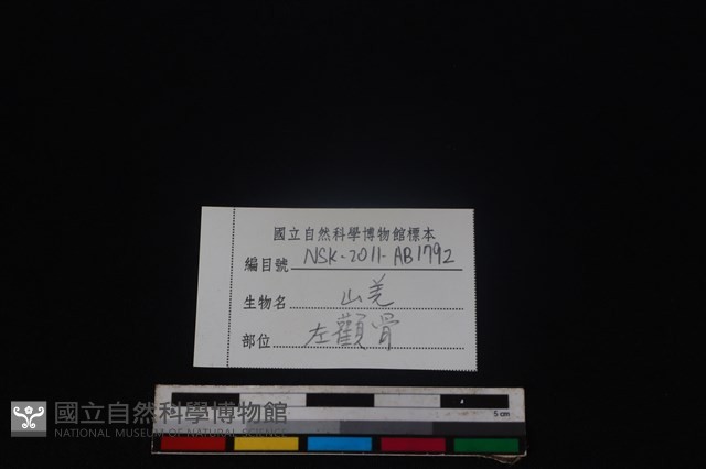 山羌骨藏品圖，第3張
