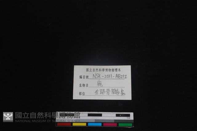 梅花鹿骨藏品圖，第3張