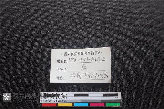 梅花鹿骨藏品圖，第3張