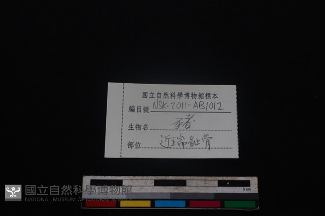 豬骨藏品圖，第3張