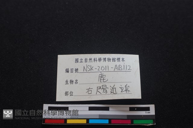 梅花鹿骨藏品圖，第3張