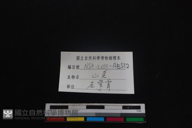 山羌骨藏品圖，第3張