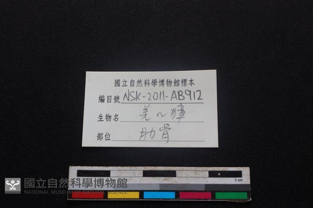 鹿科骨藏品圖，第3張