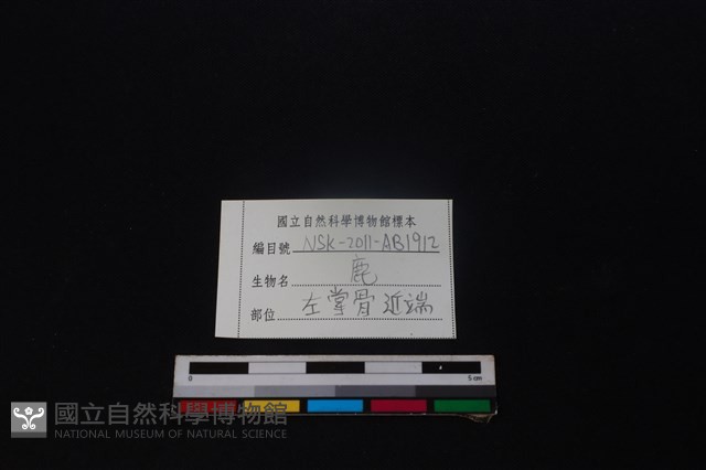 梅花鹿骨藏品圖，第3張
