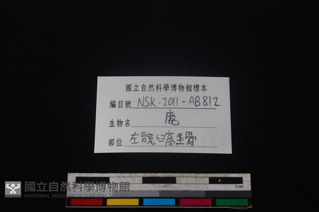 梅花鹿骨藏品圖，第3張