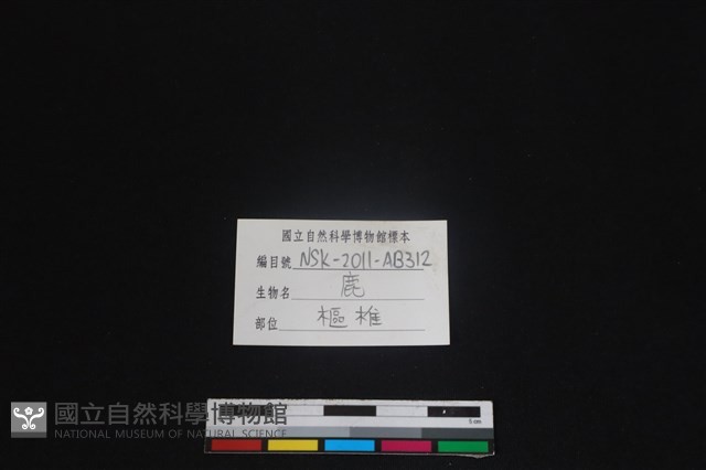 梅花鹿骨藏品圖，第3張