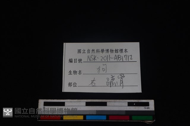狗骨藏品圖，第3張