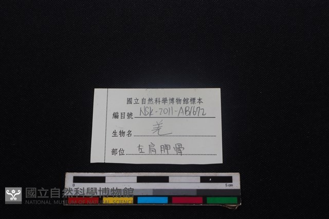 山羌骨藏品圖，第3張