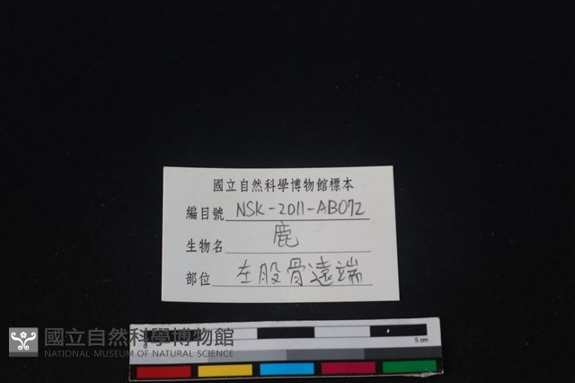 梅花鹿骨藏品圖，第3張