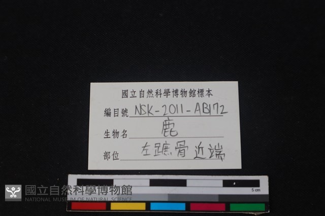 梅花鹿骨藏品圖，第3張