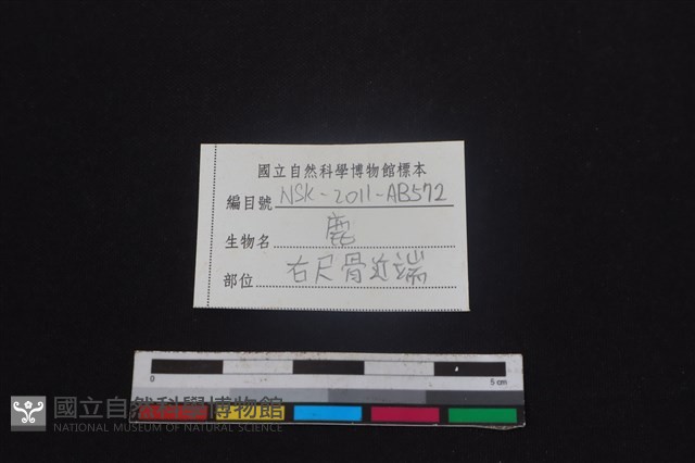 梅花鹿骨藏品圖，第3張