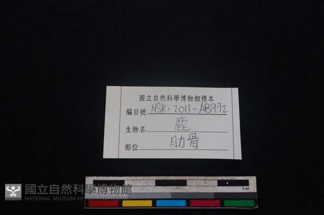 梅花鹿骨藏品圖，第3張