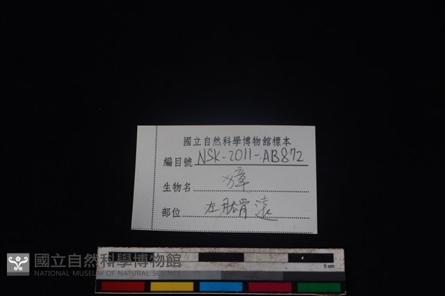 獐骨藏品圖，第3張