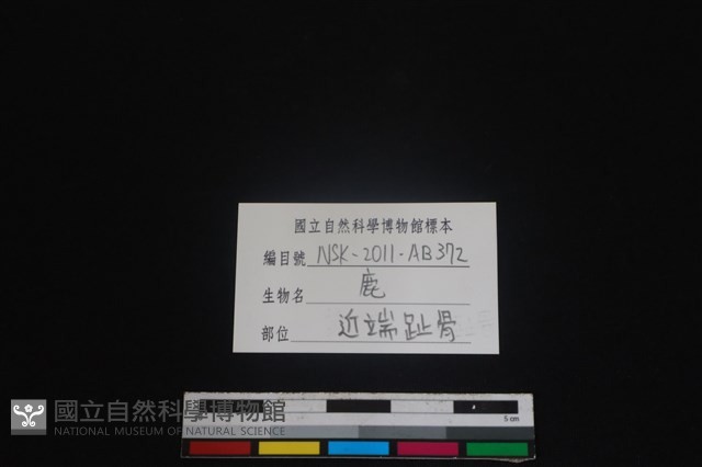 梅花鹿骨藏品圖，第3張