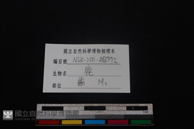 梅花鹿骨藏品圖，第3張