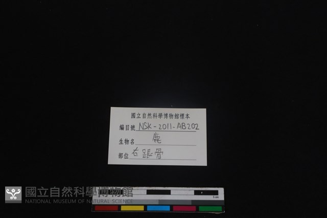 梅花鹿骨藏品圖，第3張