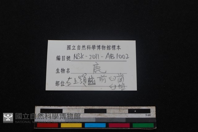 梅花鹿骨藏品圖，第3張