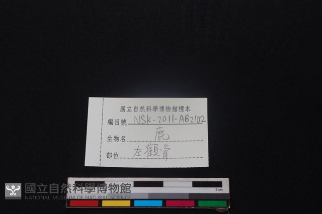 鹿骨藏品圖，第3張