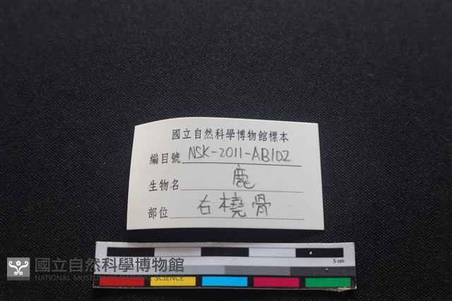 梅花鹿骨藏品圖，第3張