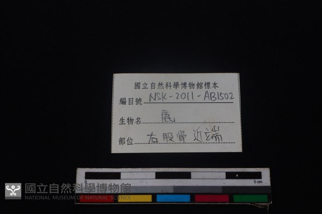 梅花鹿骨藏品圖，第3張