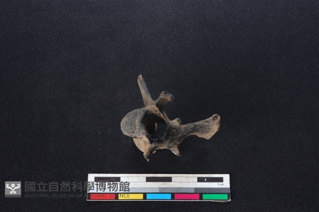鹿科骨藏品圖，第3張