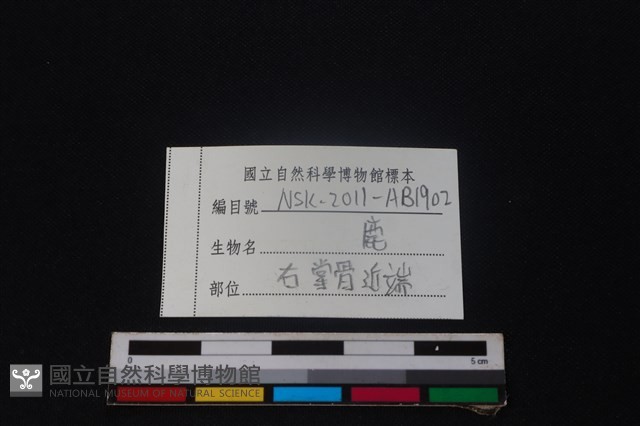 梅花鹿骨藏品圖，第3張