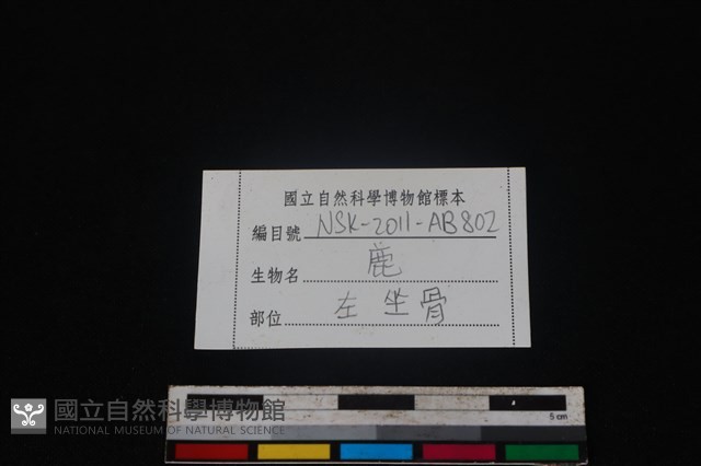 梅花鹿骨藏品圖，第3張