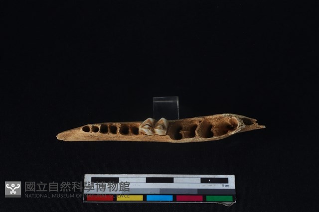 山羌骨藏品圖，第3張