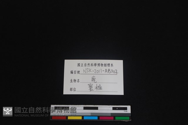 梅花鹿骨藏品圖，第3張