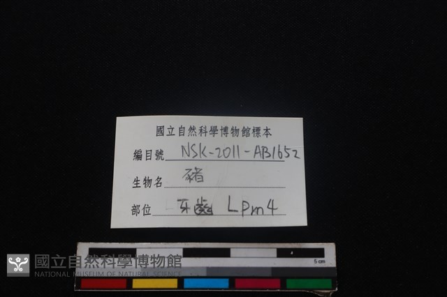 豬骨藏品圖，第3張