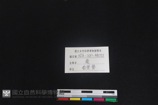 梅花鹿骨藏品圖，第3張