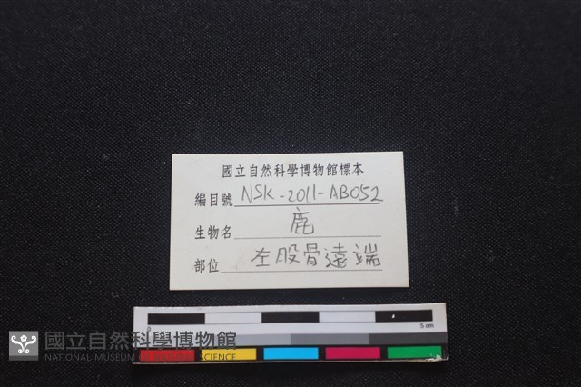 梅花鹿骨藏品圖，第3張