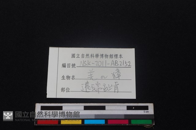 羌或獐骨藏品圖，第3張