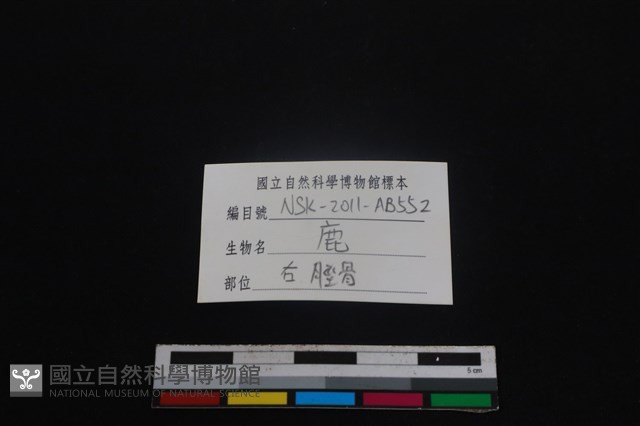 梅花鹿骨藏品圖，第3張