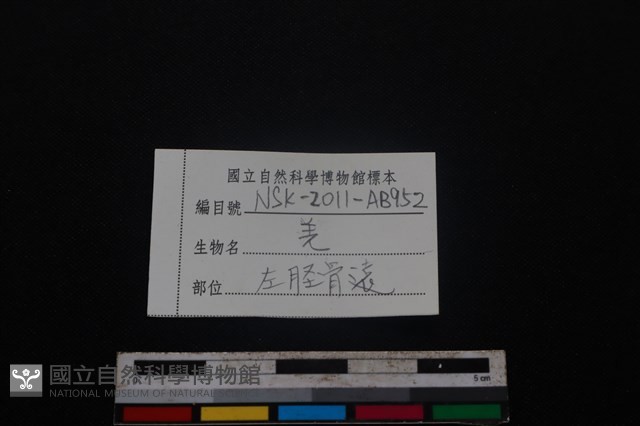 山羌骨藏品圖，第3張