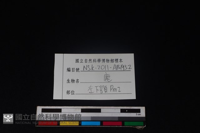 梅花鹿骨藏品圖，第3張