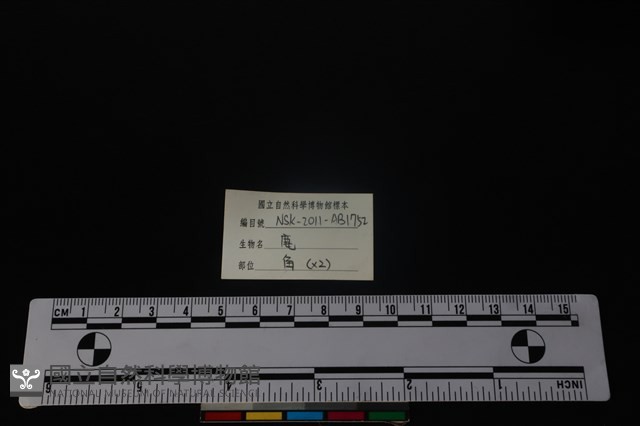 梅花鹿骨藏品圖，第3張